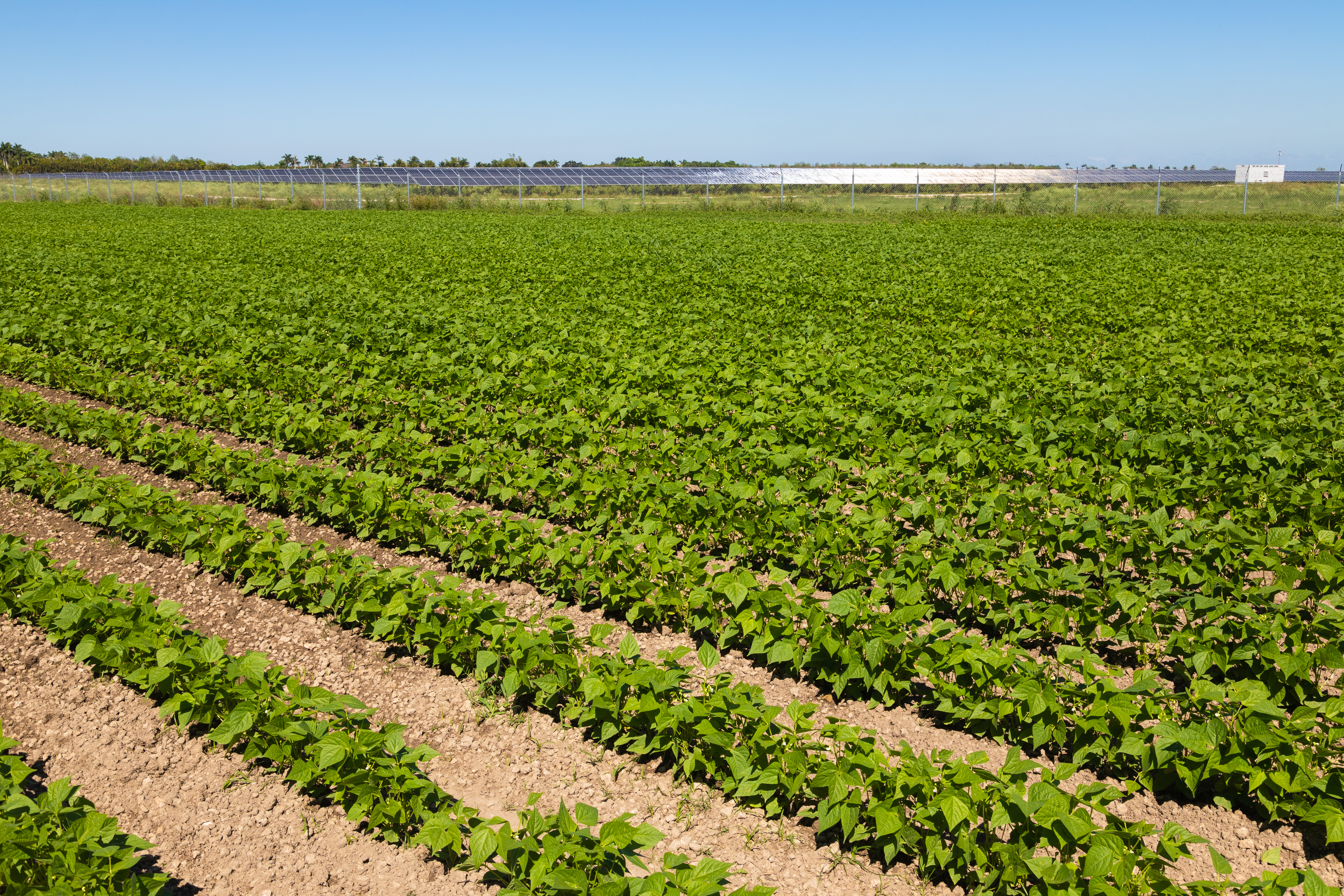 Bean plantation with solar farm in background