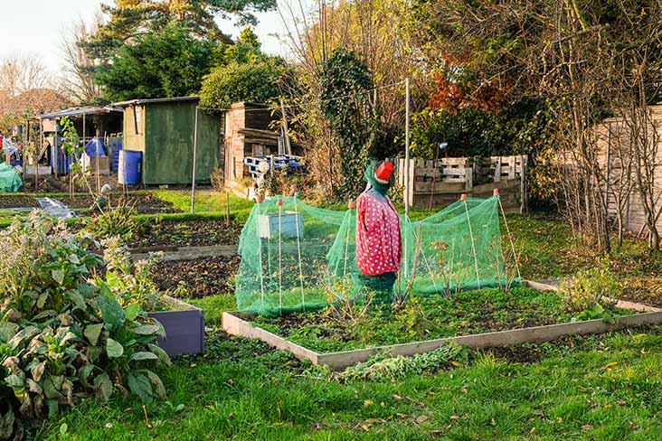 Scarecrow at the allotments