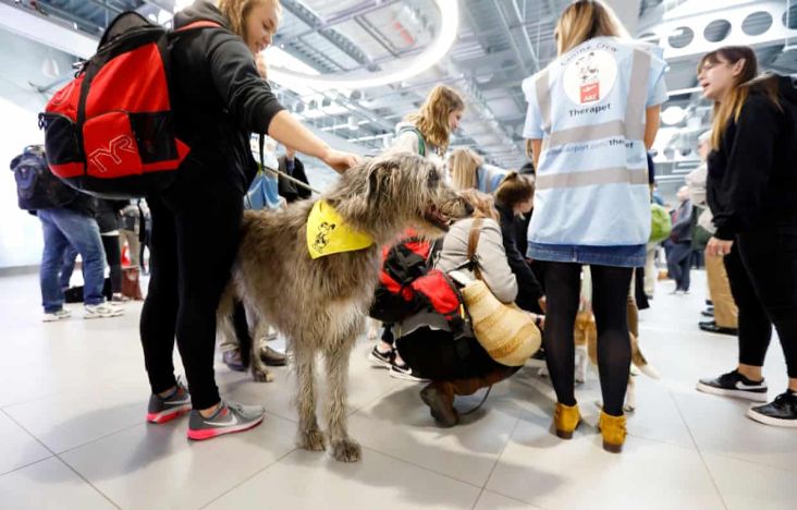 Therapy dog at Aberdeen Airport
