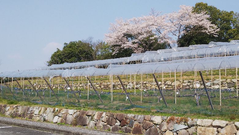 写真①調整済み.jpg