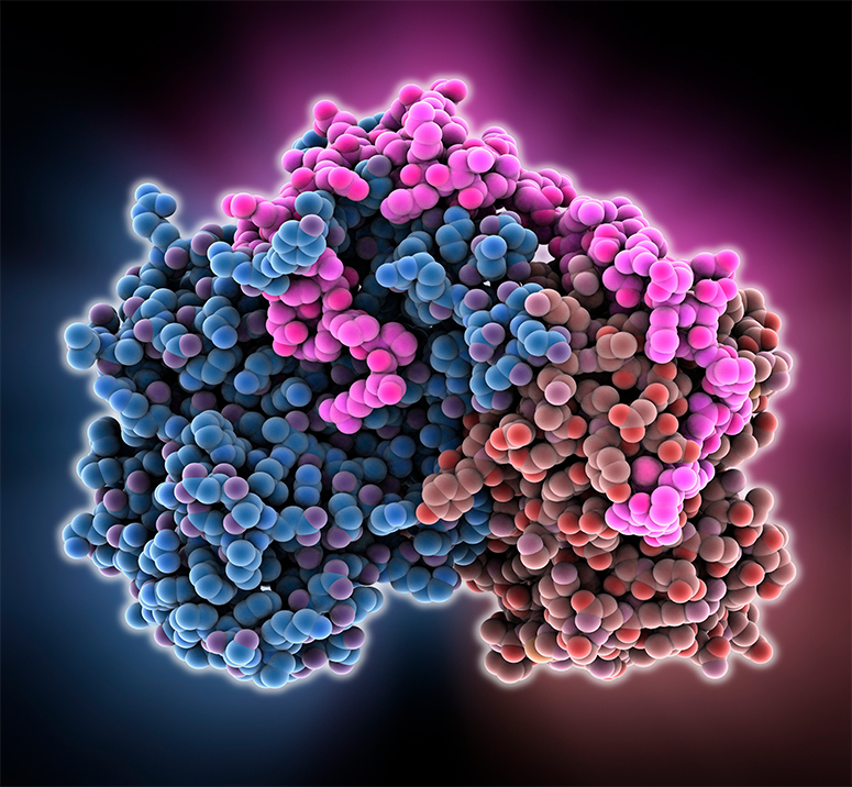 cyclin-dependent_kinase_inhibitor_complex.775x716_1.jpg
