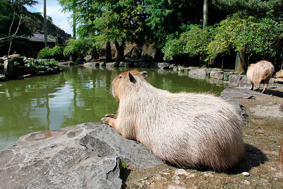 カピバラとは 生態や特徴 特技をかわいい写真とともにご紹介 Biglobeハンジョー