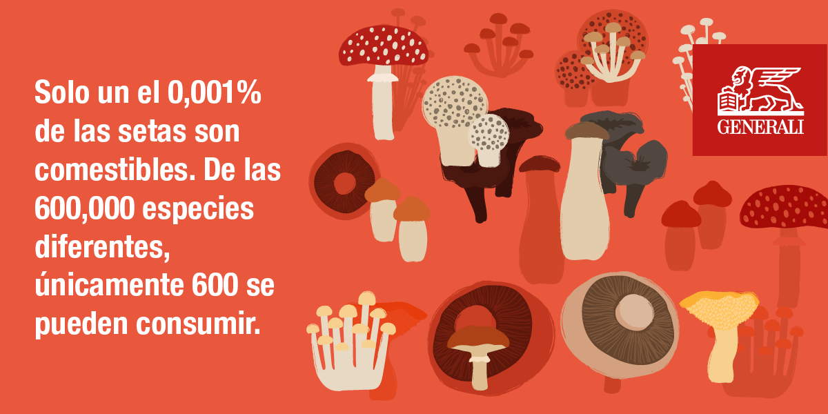 Generali_Picking_Mushrooms_Infographic_24.11.20-2.png