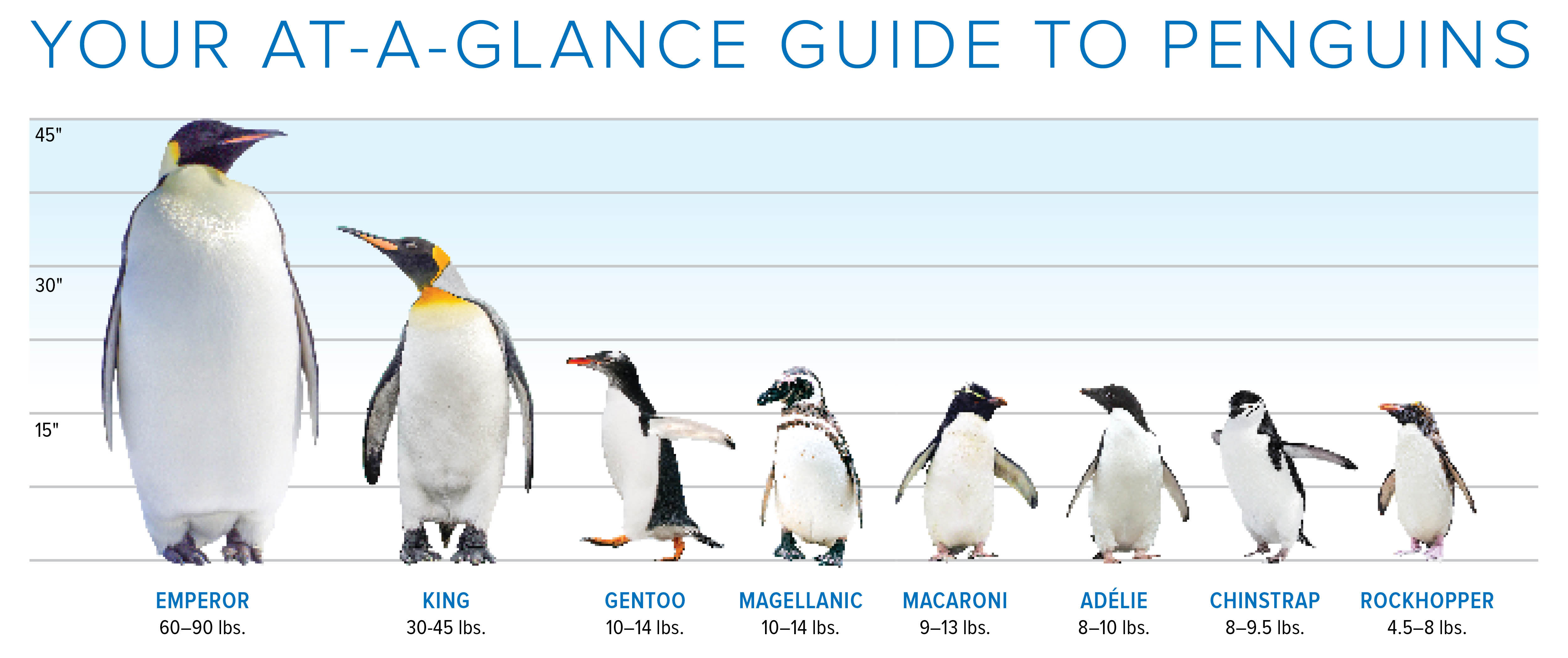 Meet the Elite 8 Penguins of the Southern Ocean