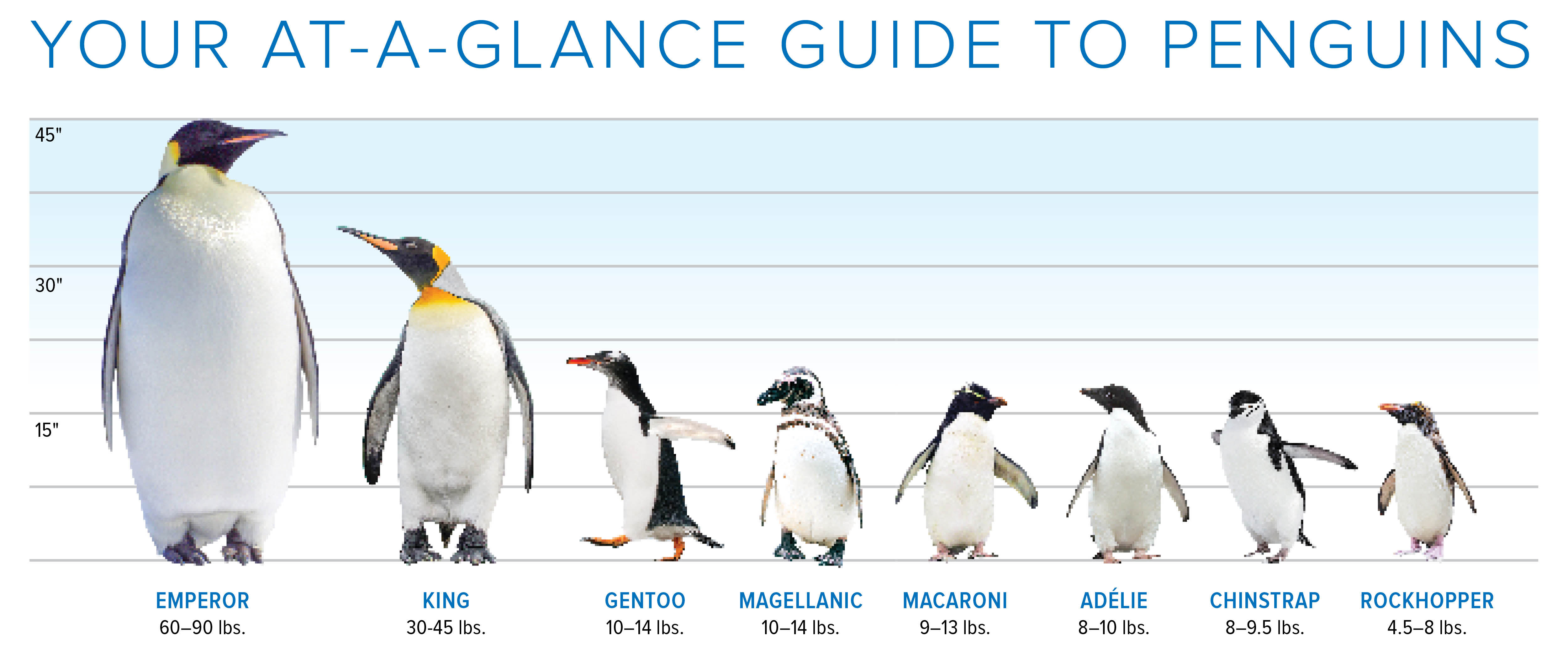 Penguin Size Comparison Chart