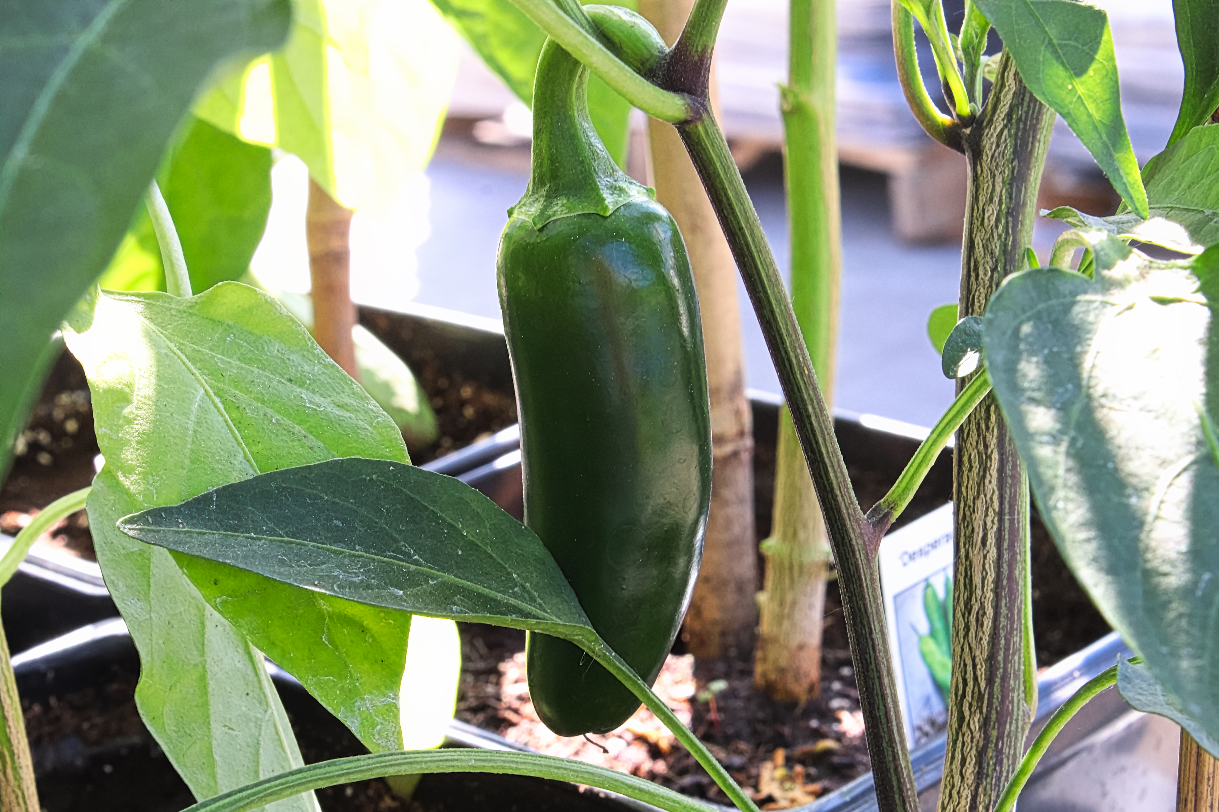 A green jalapeno pepper growing on a vine
