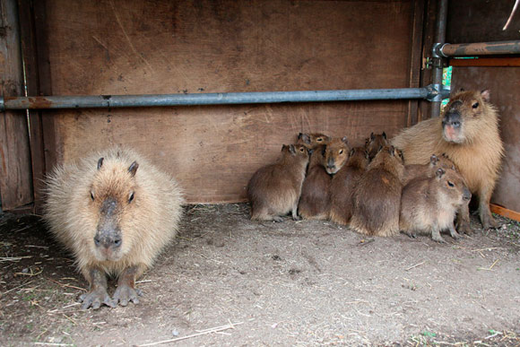 カピバラとは 生態や特徴 特技をかわいい写真とともにご紹介 Biglobeハンジョー