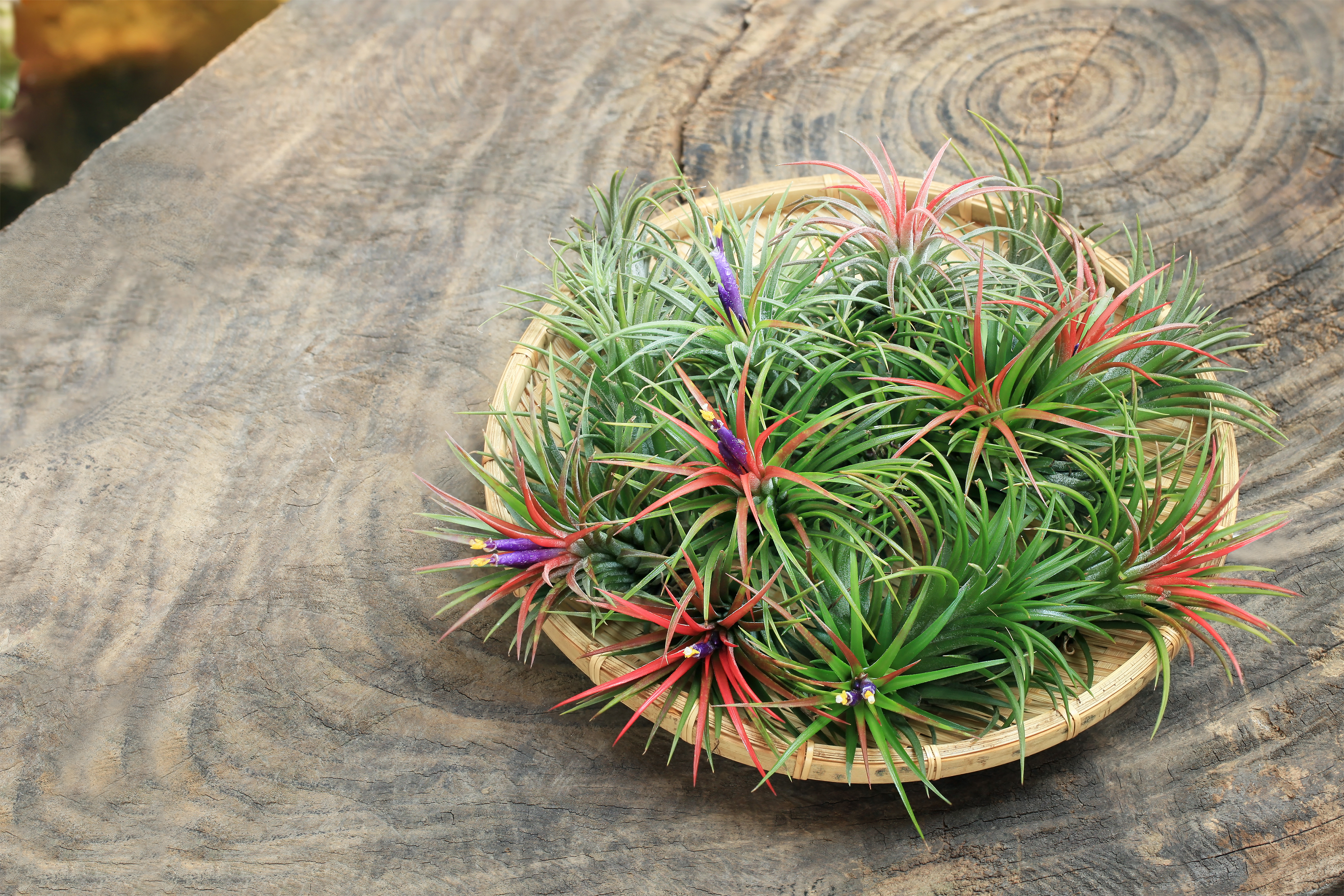 Air Plant.jpg