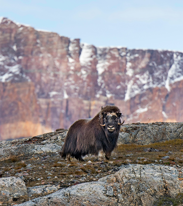 Greenland National Park by the Numbers