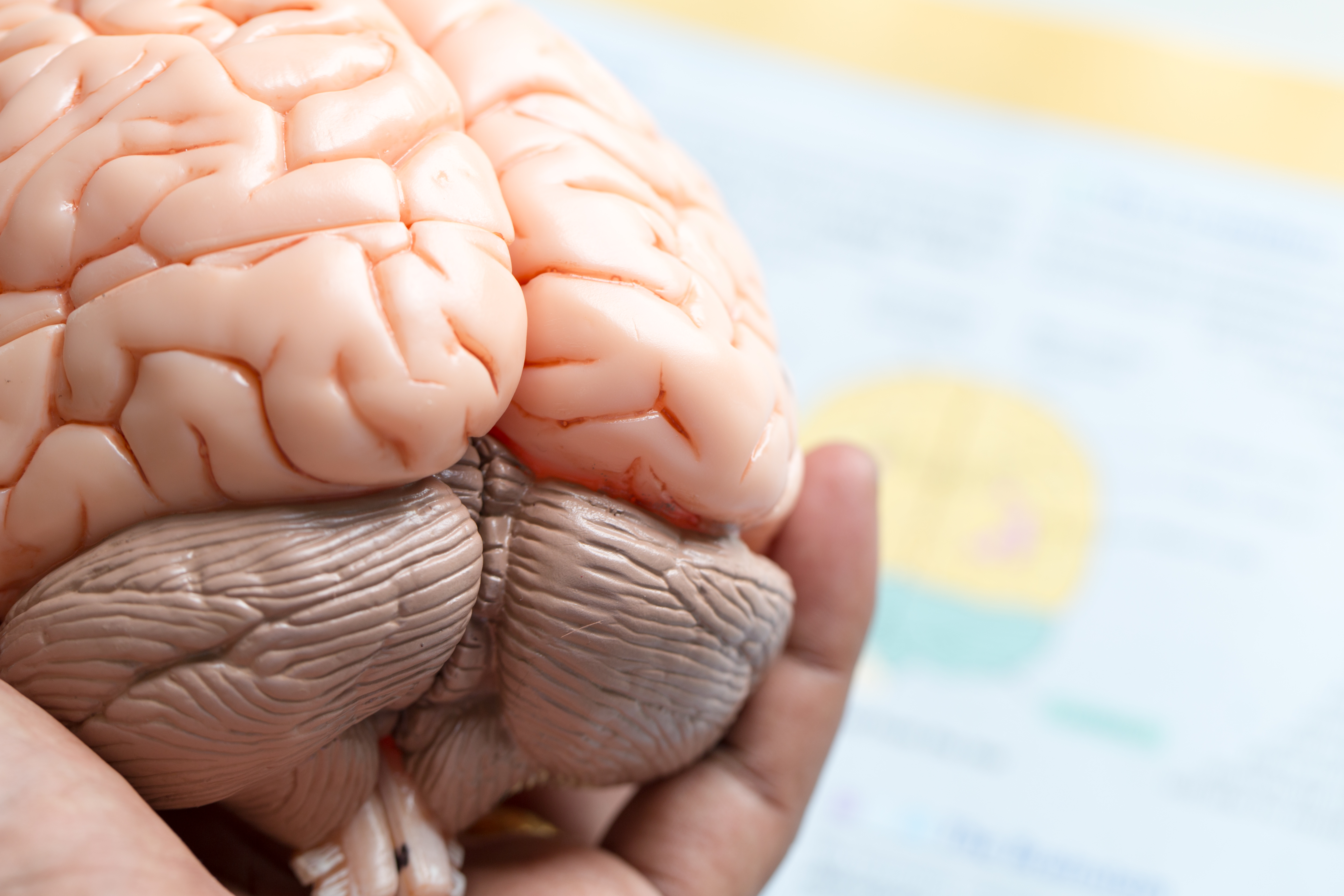Human brain model for education in laboratory.