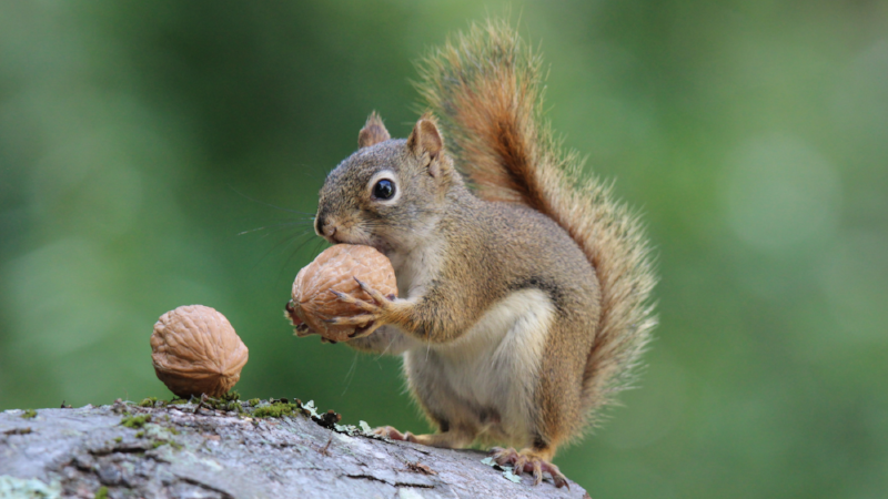 Squirrel holds a Nut