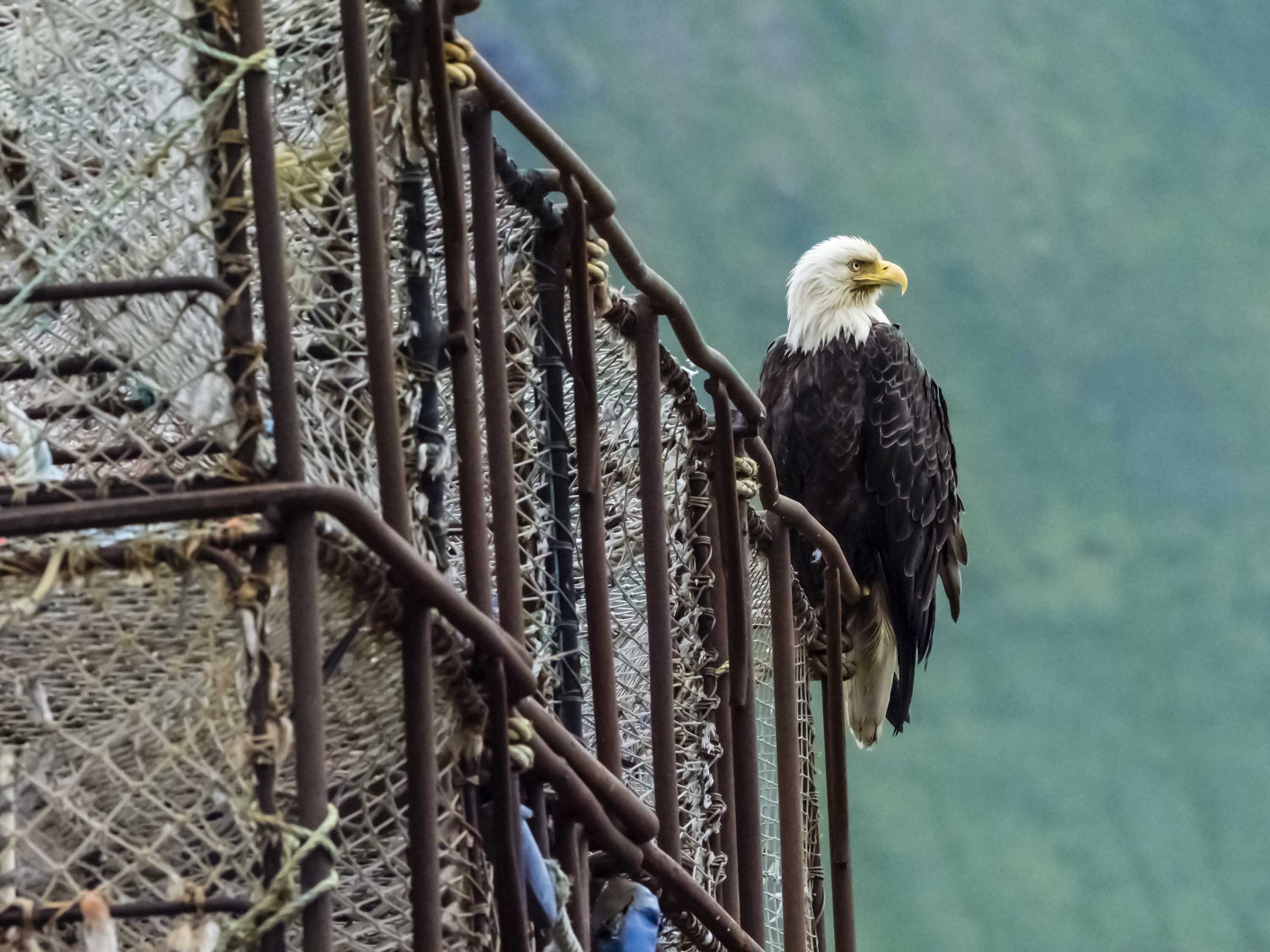 Bering Sea Wildlife: Incredible Photos from a Remote Region