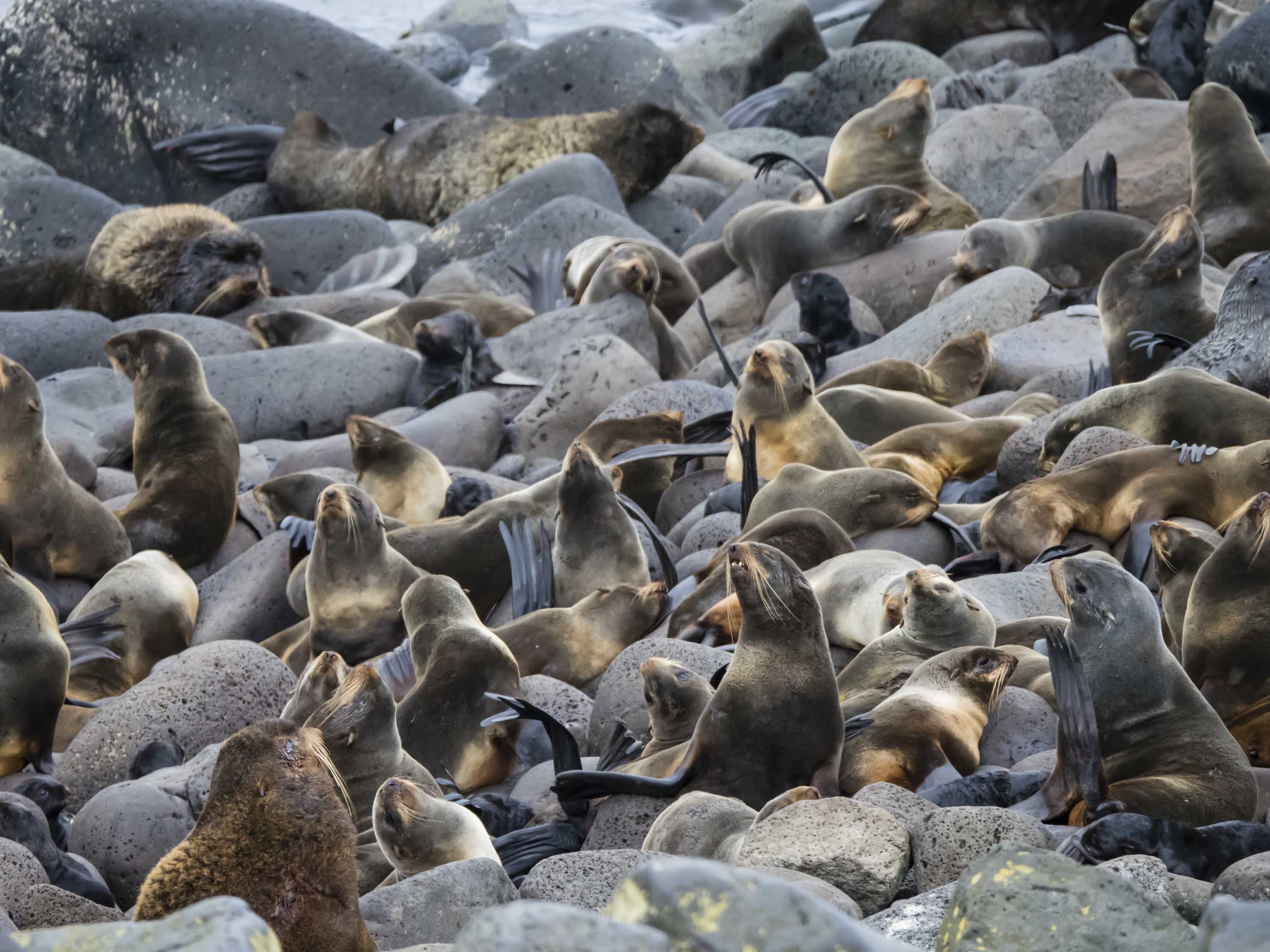 Bering Sea Wildlife Incredible Photos from a Remote Region