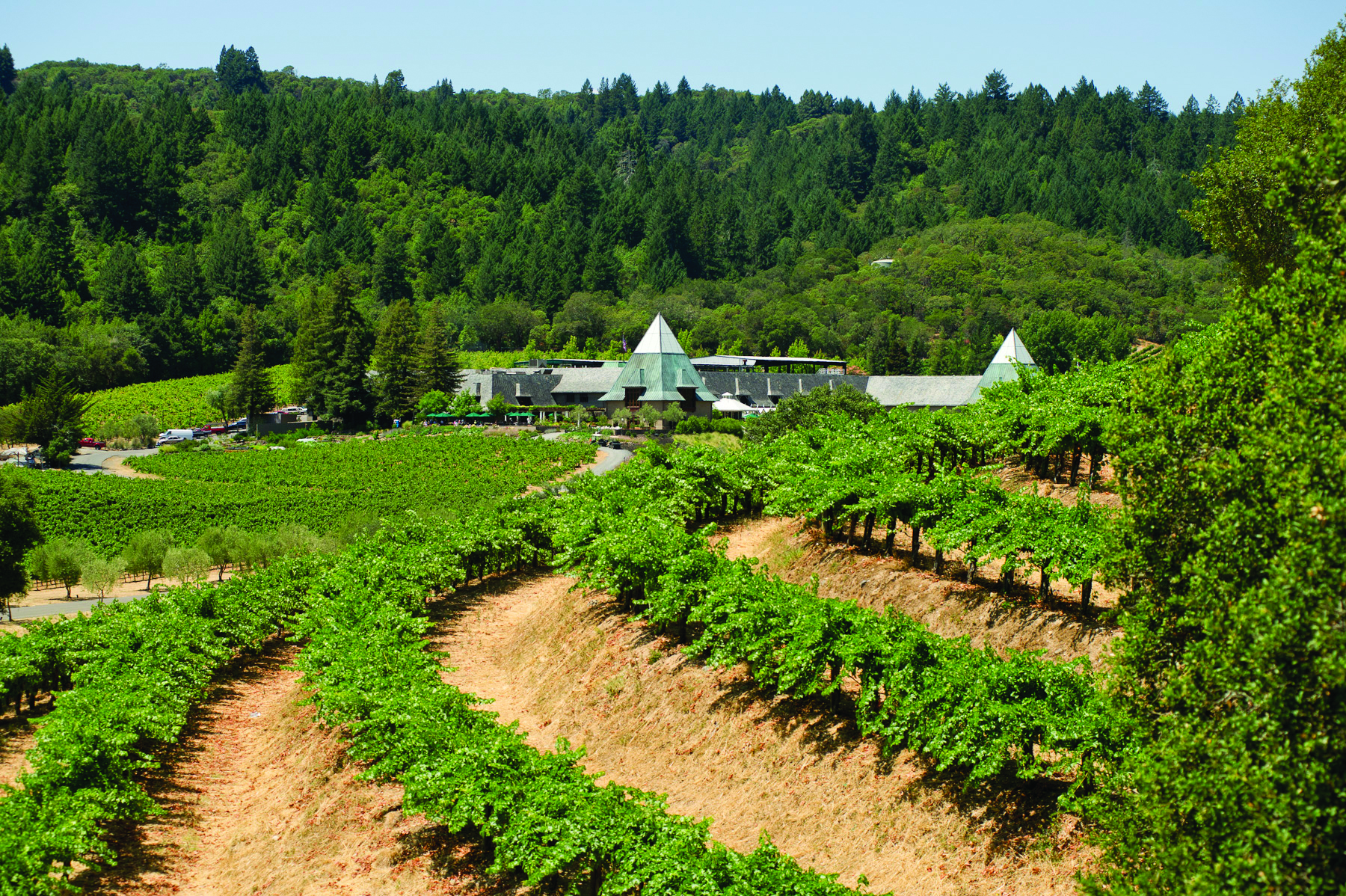 Francis Ford Coppola Winery's Head Winemaker Talks Entertaining (& of Course, Vino)