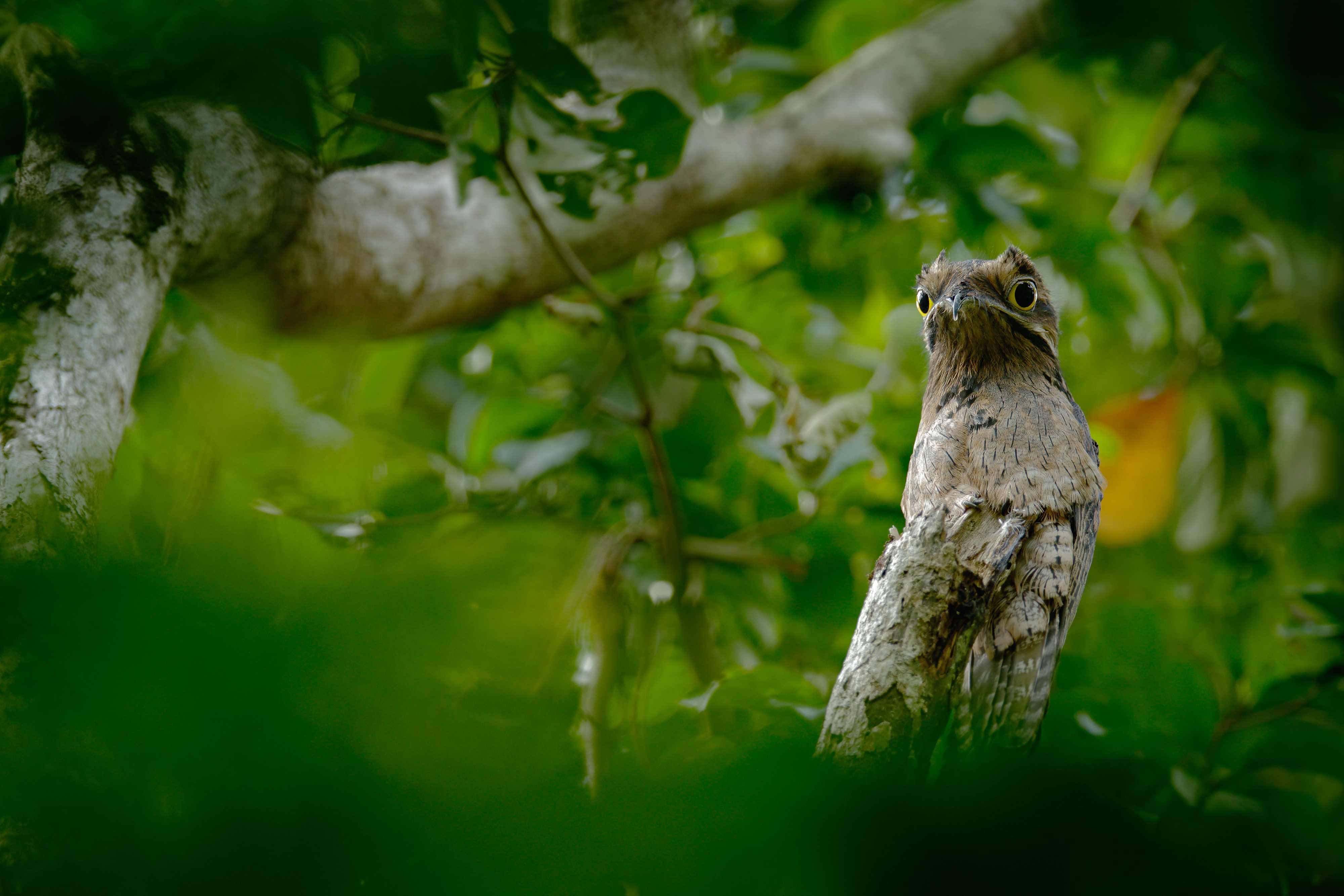 Potoo comune, Nyctibius griseus, su un trespolo, scattata all'Asa Wright Nature Centre, Trinidad, West Indies