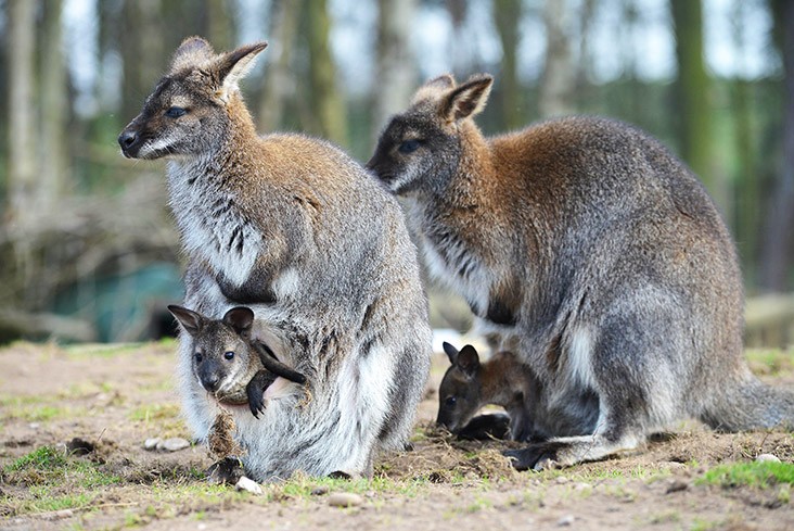 Yorkshire Wildlife Park