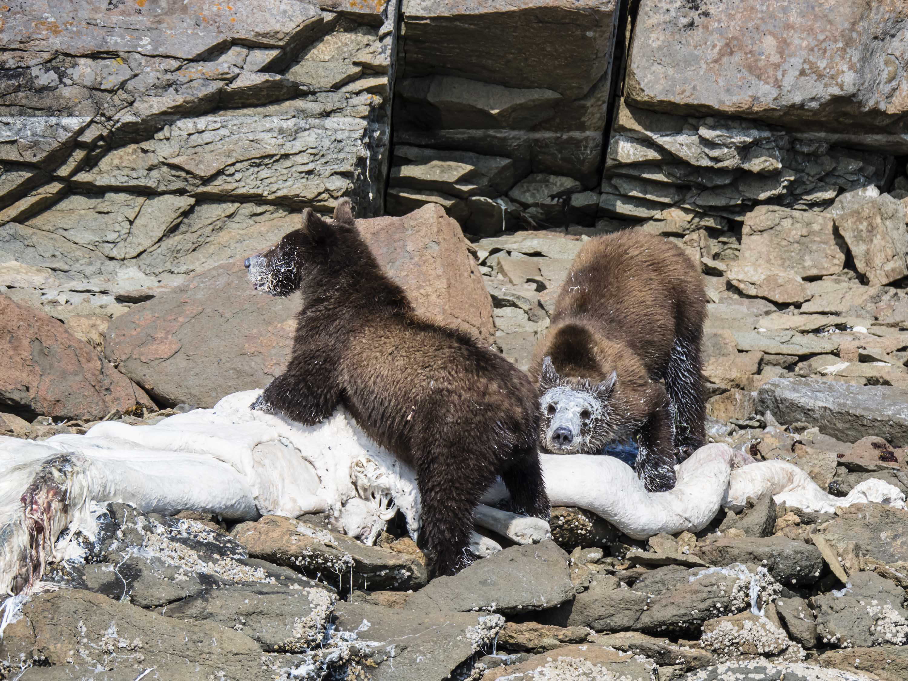 bears feeding on whale .jpg
