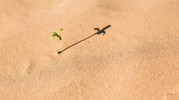 Small seedling growing in sand with shadow