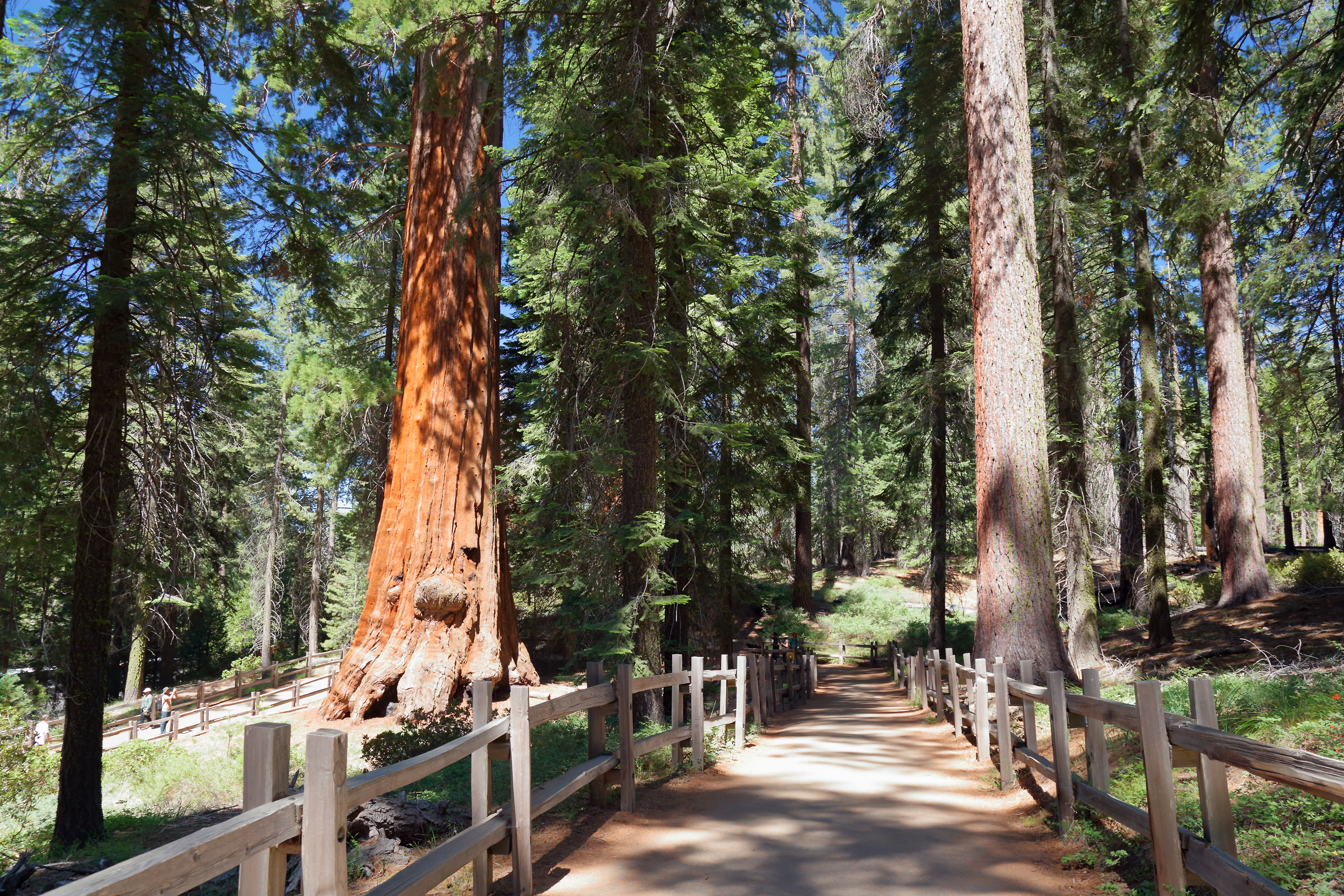 In Sequoia
