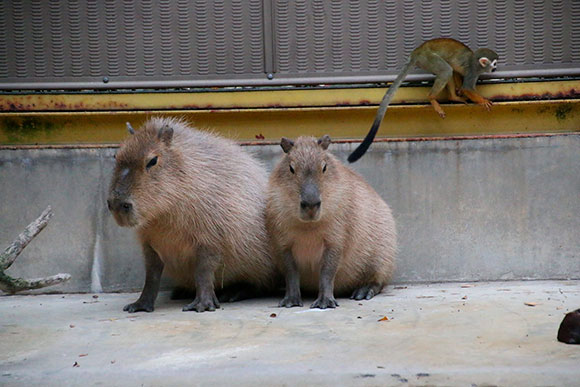 今年の干支とカピバラさん Biglobeハンジョー