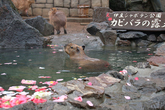 カピバラ温泉 はじまりました Biglobeハンジョー