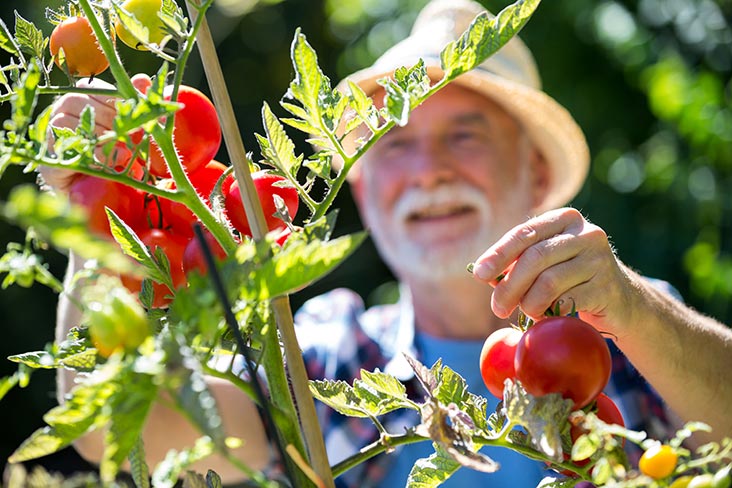 Man picking tomatoes