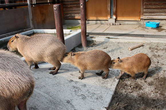 カピバラとは 生態や特徴 特技をかわいい写真とともにご紹介 Biglobeハンジョー