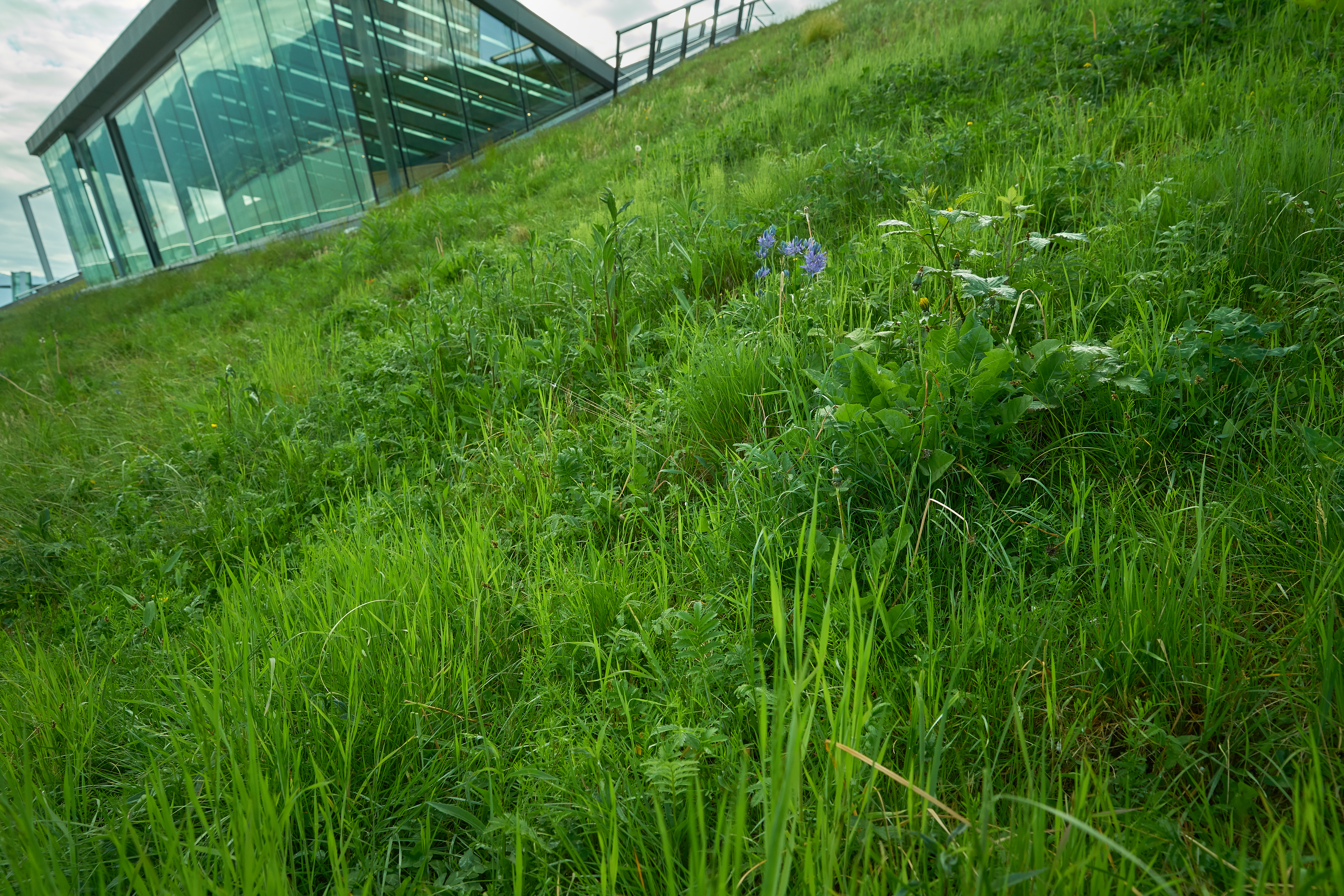 Lush Urban Grass Roof