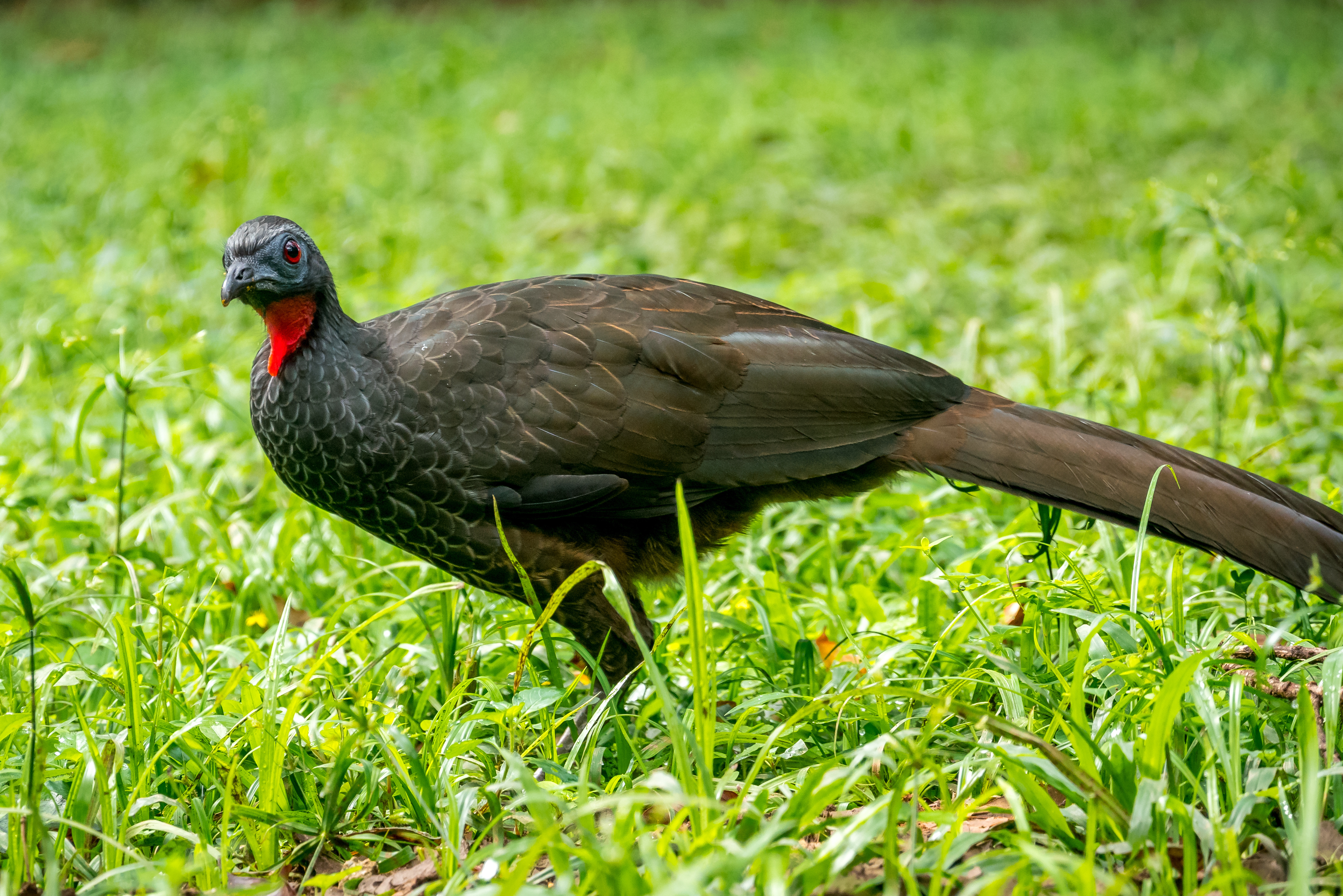 Pájaros jacquacu (guan jacquacu típico)