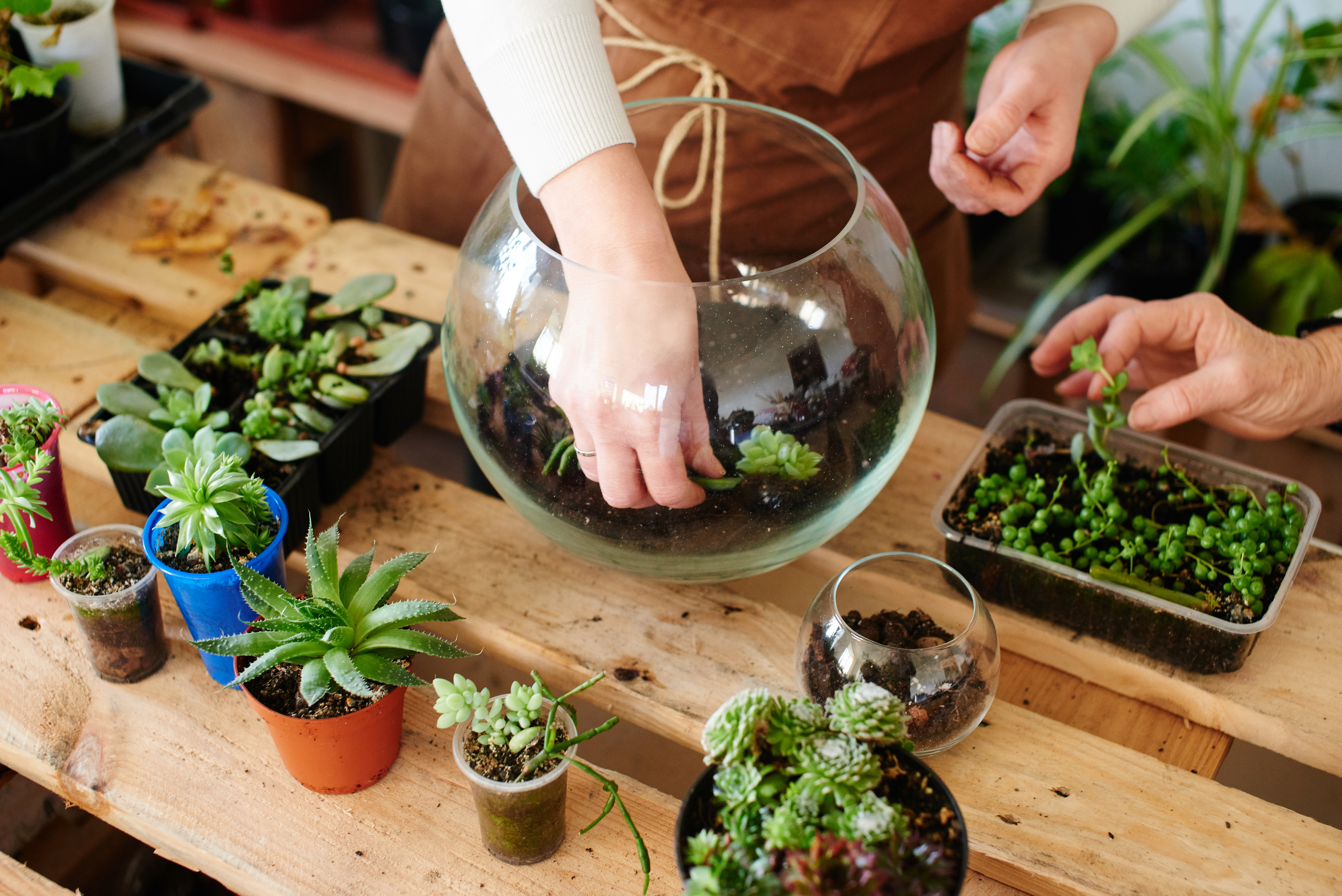 Women's hobby. Girl nerd florist make a mini terrarium with house plants