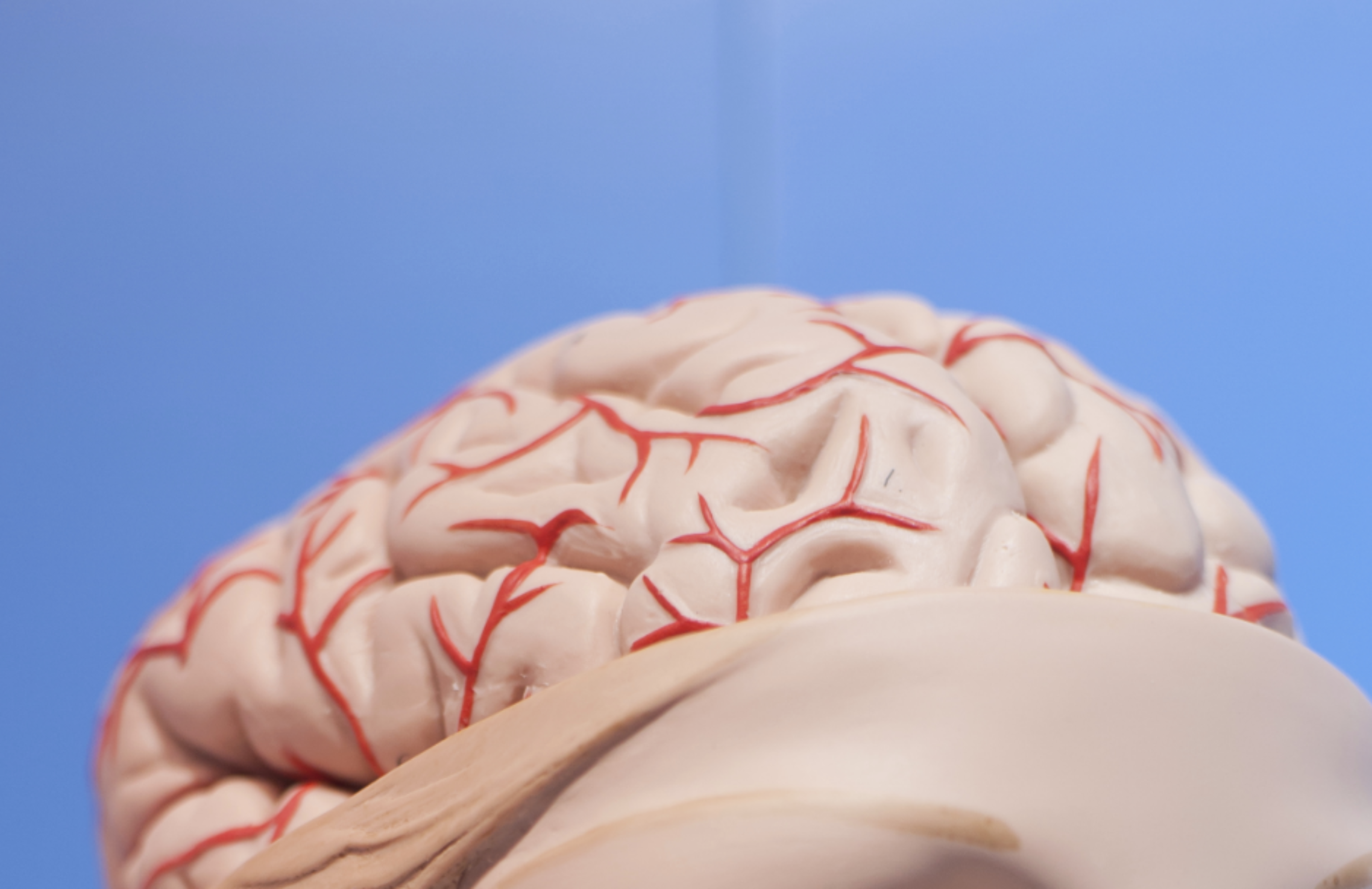 Human organs, the brain model