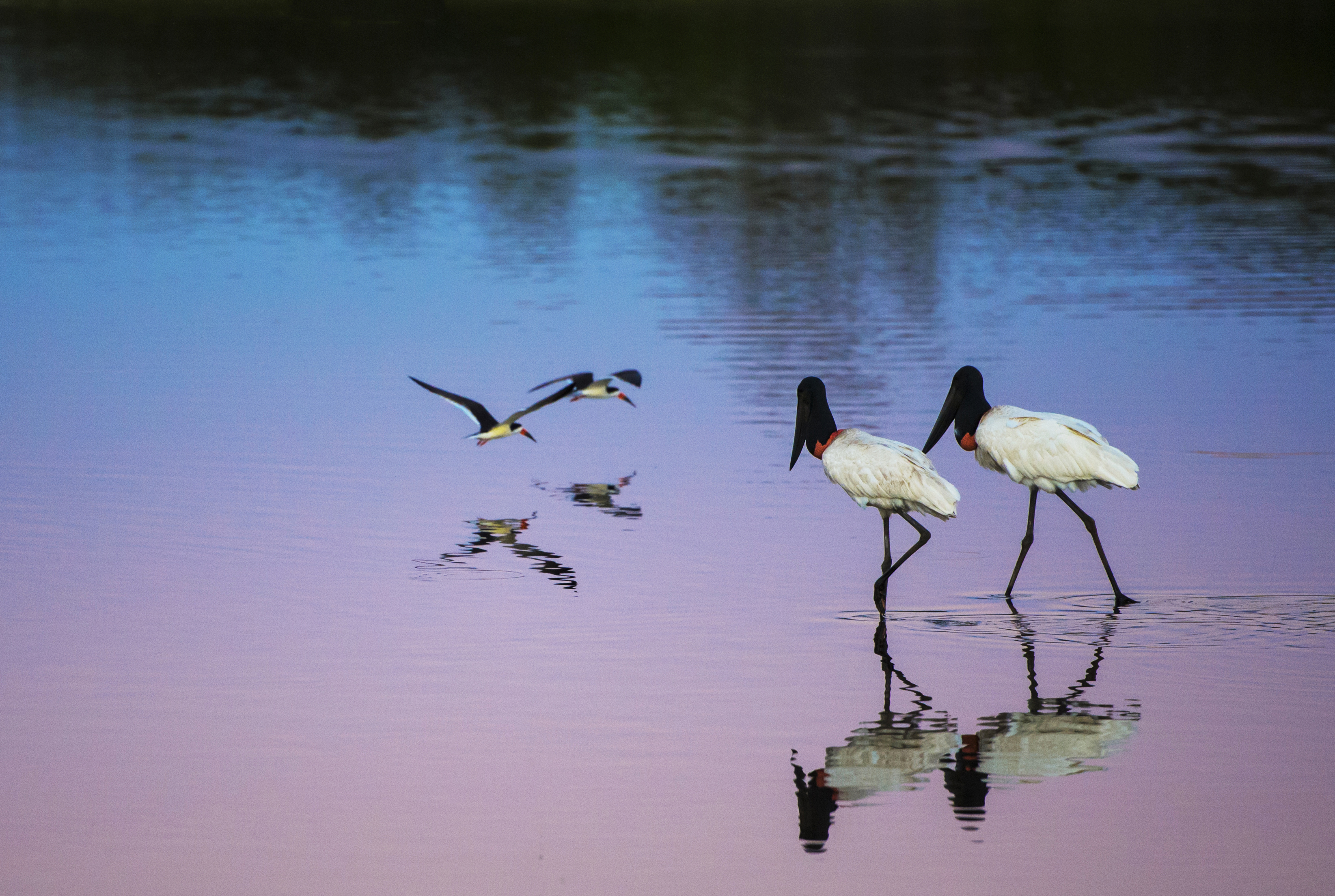 Para bocianów Jabiru i para Skimmerów na jeziorze