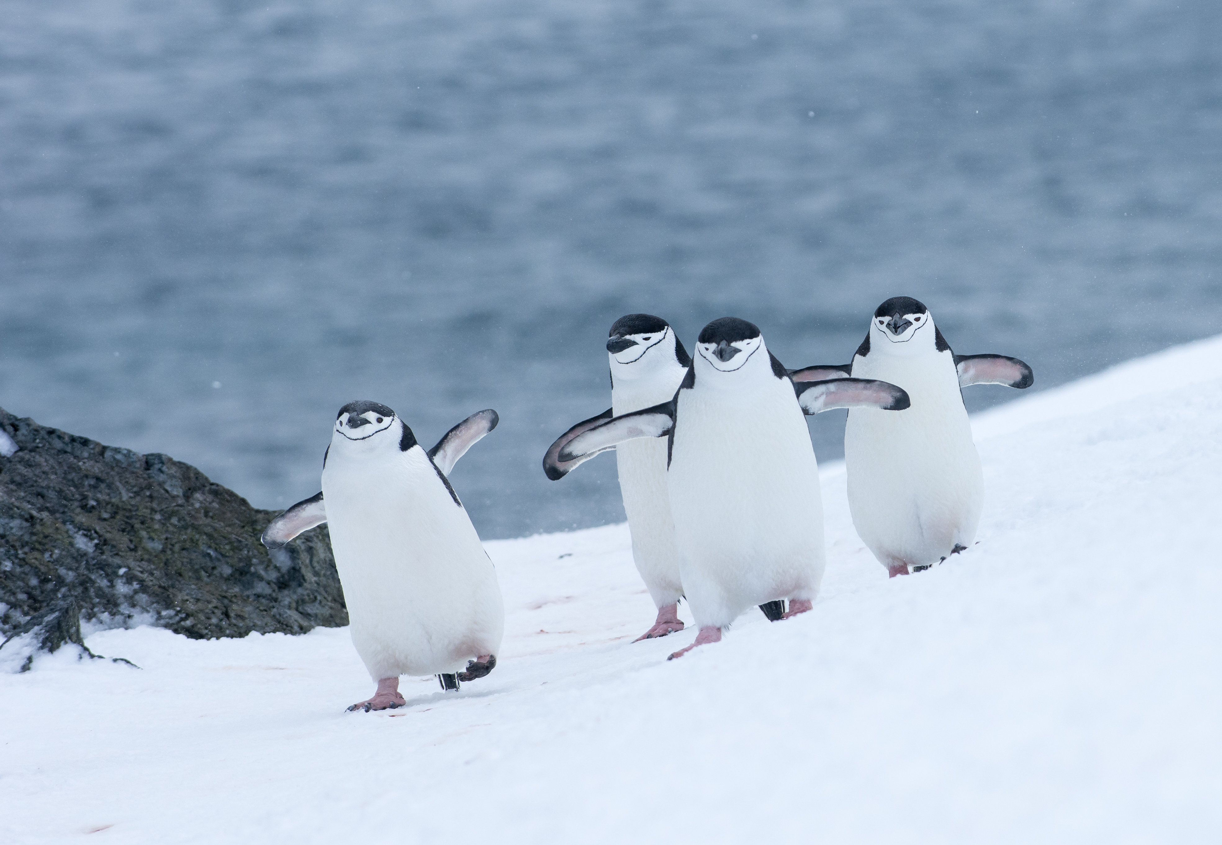Four Chinstrap penguins walking in snow in Antarticta