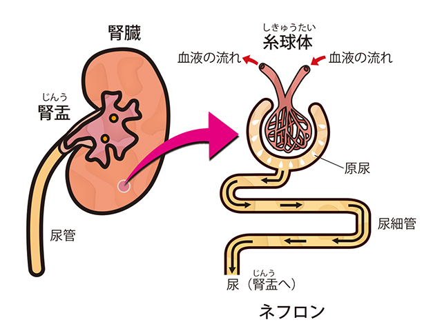 沈黙の臓器 腎臓を守る かかりつけ医と専門医の連携で進む慢性腎臓病対策とは Mirai Port