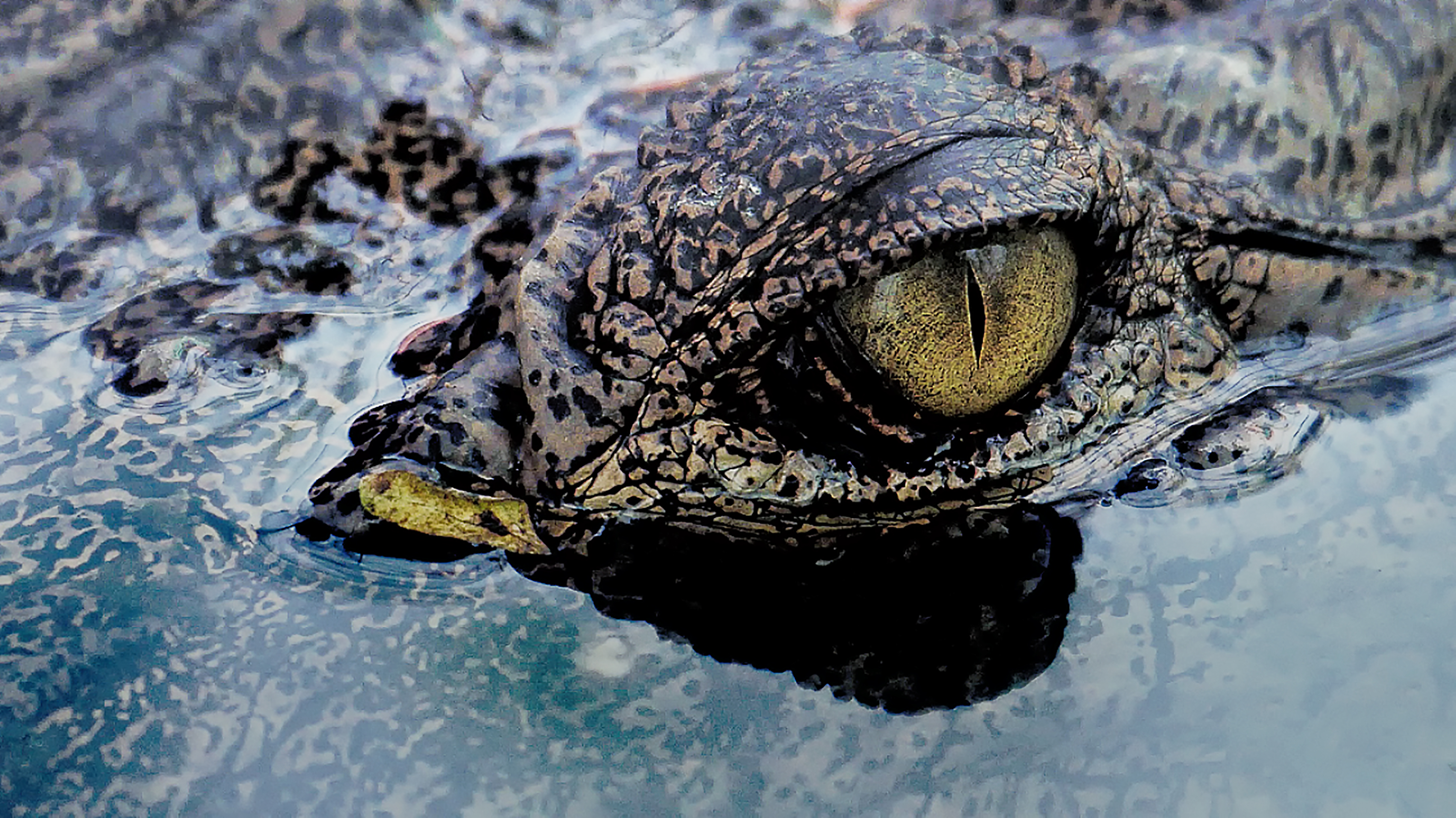 Close up crocodile eye in the water