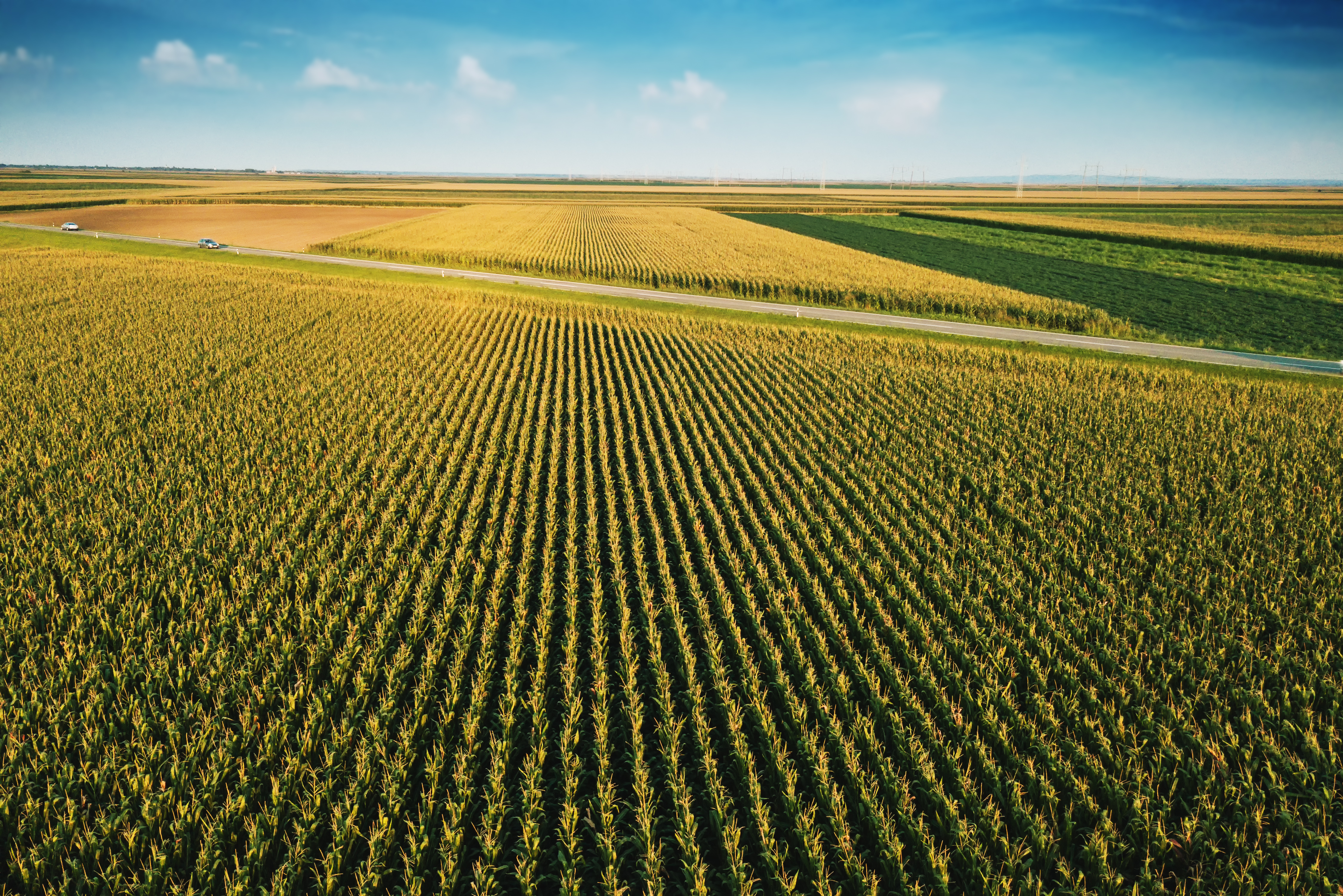 Aerial drone view of cultivated green corn field