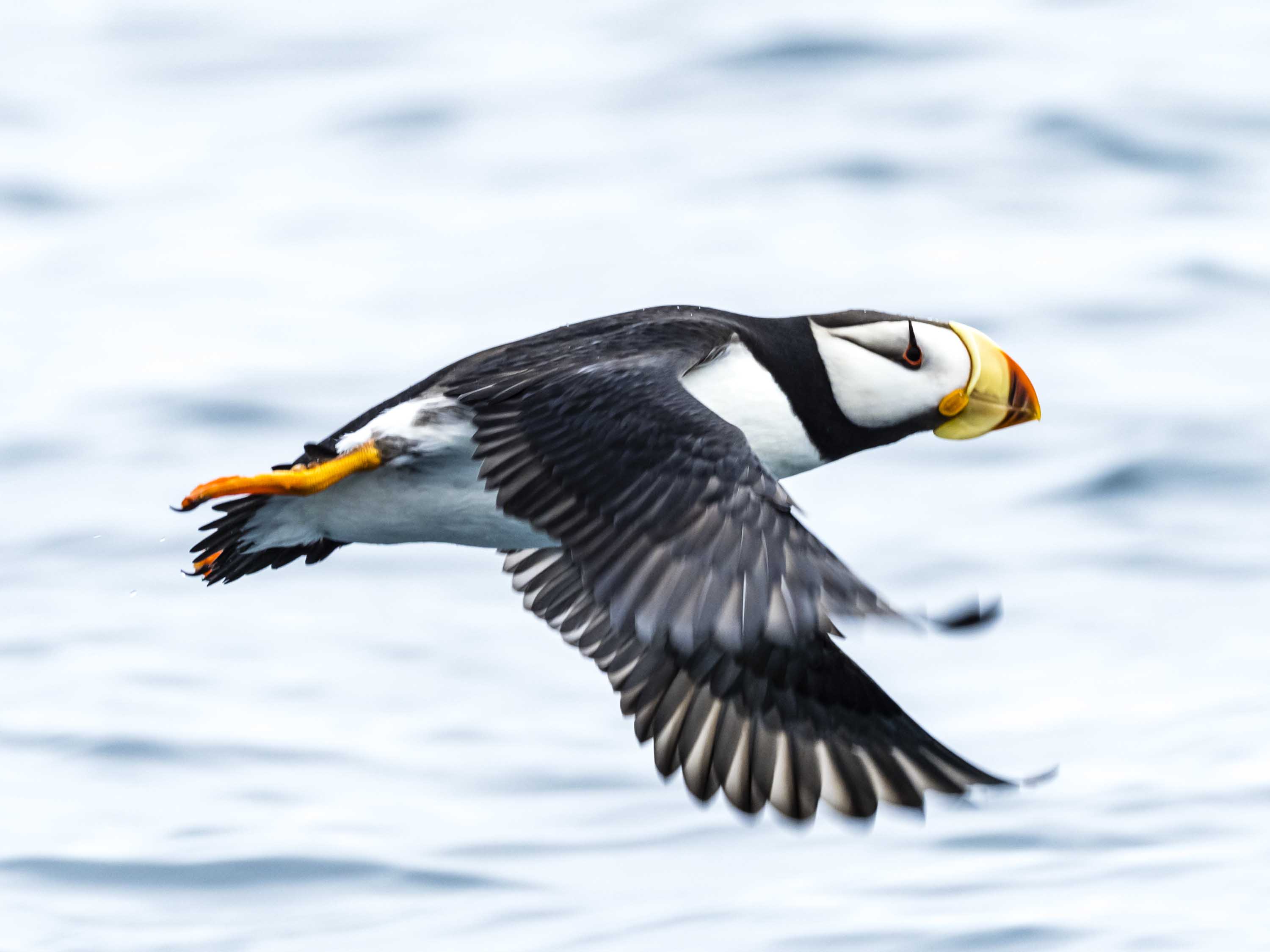 Bering Sea Wildlife: Incredible Photos from a Remote Region