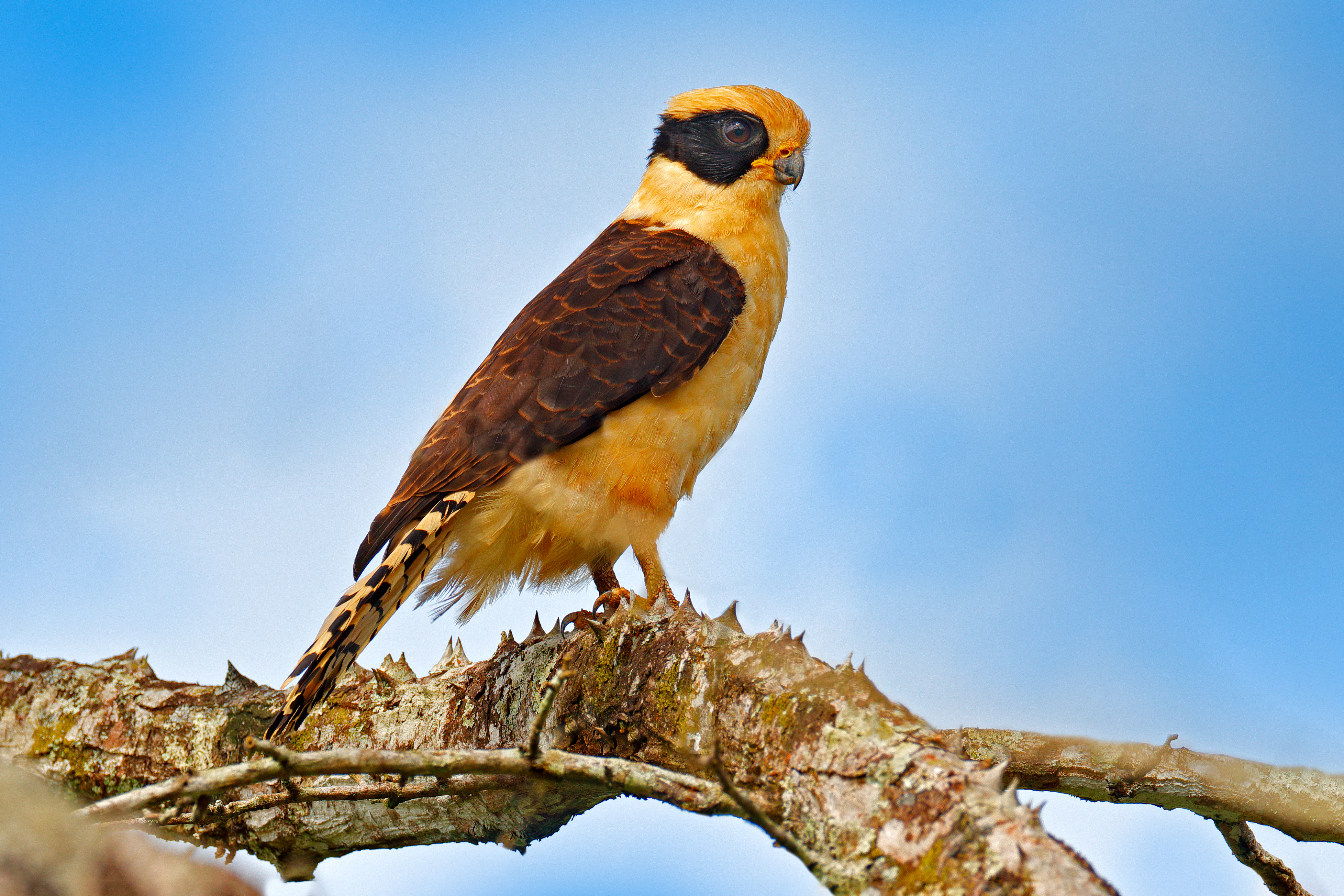 Lachfalke, Herpetotheres cachinnans, auf dem Baum sitzend mit blauem Himmel, Tarcoles River, Carara National Park, Costa Rica. Vogel im natürlichen Lebensraum. Wildlife, Schlangenfalke im Naturhabitat.