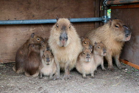可愛すぎるカピバラの赤ちゃん Biglobeハンジョー